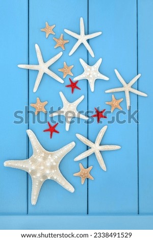 Starfish seashell selection on a wooden blue background.