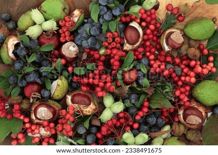 Autumn fruit and nut background border forming a background.
