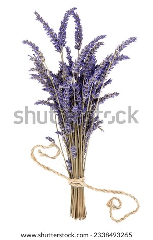 Lavender herb flower bunch over white background. Lavandula angustifolia.
