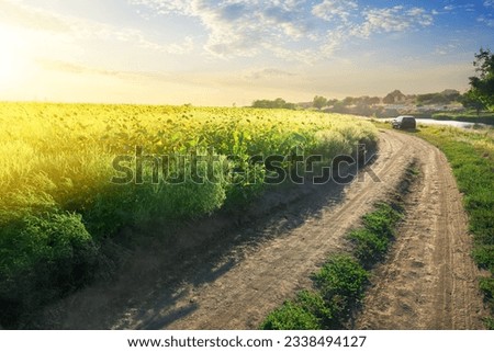 Field of blooming sunflowers by the country road