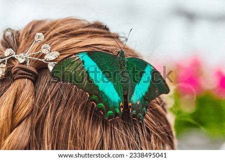 Emerald Swallowtail butterfly resting in womans braided hair like a hairpiece or hairclip accessory