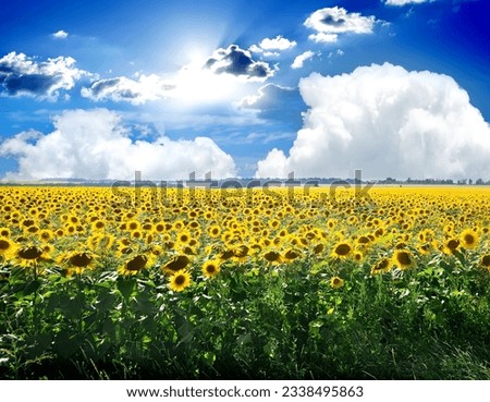 Field of blooming sunflowers and blue sky