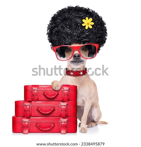 chihuahua dog ready for vacation summer holidays, with a bag or luggage, isolated on white background