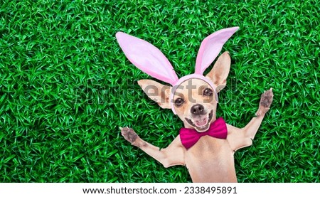 chihuahua dog dressed with bunny easter ears and a pink tie with egg on spoon, isolated on white background