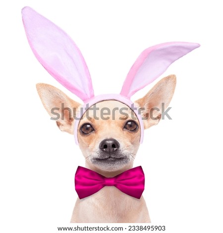 chihuahua dog dressed with bunny easter ears and a pink tie, isolated on white background