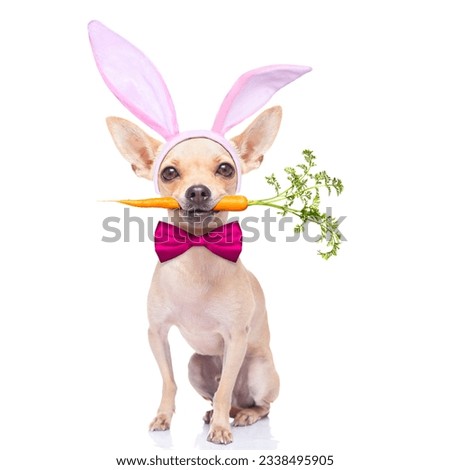 chihuahua dog with bunny easter ears and a pink tie, with a carrot in mouth, isolated on white background