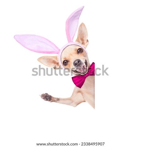 chihuahua dog with bunny easter ears and a pink tie, behind white blank banner or placard,waving with paw, isolated on white background