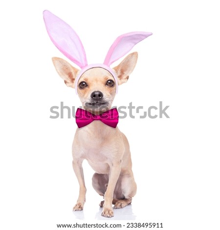 chihuahua dog with bunny easter ears and a pink tie, isolated on white background