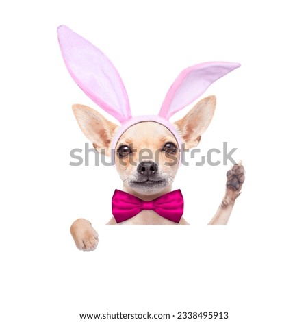 chihuahua dog with bunny easter ears and a pink tie, behind white blank banner or placard waving with paw, isolated on white background