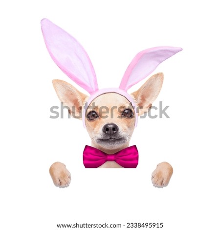 chihuahua dog with bunny easter ears and a pink tie, behind white blank banner or placard, isolated on white background