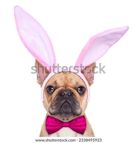 french bulldog dog with bunny easter ears and a pink tie, as close up , isolated on white background