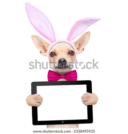chihuahua dog with bunny easter ears and a pink tie, holding a blank laptop pc computer tablet , isolated on white background