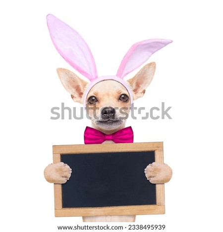 chihuahua dog with bunny easter ears and a pink tie, holding a blank banner,placard or blackboard, isolated on white background