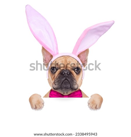french bulldog dog with bunny easter ears and pink tie behind a white blank banner or placard, isolated on white background