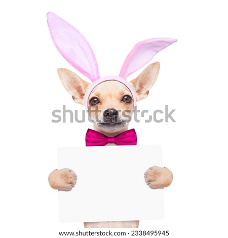 chihuahua dog with bunny easter ears and a pink tie, holding a blank banner,placard or blackboard, isolated on white background