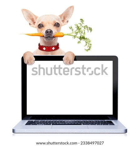 chihuahua dog eating healthy with a carrot in mouth , behind a pc laptop computer screen ,isolated on white background