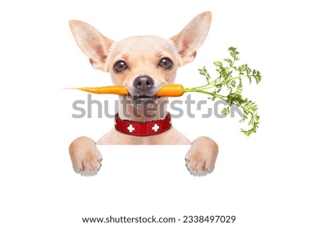 chihuahua dog eating healthy with a carrot in mouth , behind a blank banner ,blackboard or placard, isolated on white background