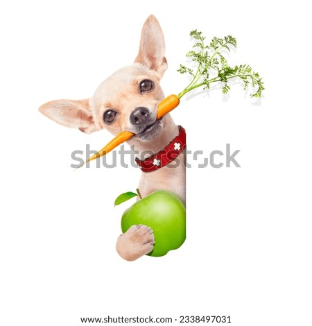 chihuahua dog eating healthy with a carrot in mouth , holding a green apple beside a blank banner ,blackboard or placard, isolated on white background