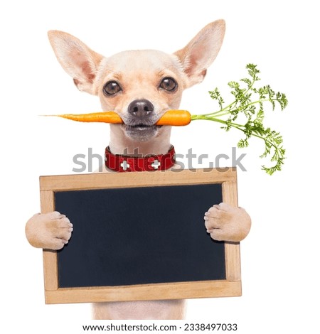 chihuahua dog eating healthy with a carrot in mouth , holding a blank banner ,blackboard or placard, isolated on white background