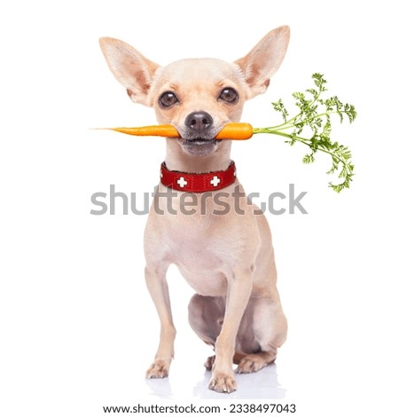 chihuahua dog eating healthy with a carrot in mouth , isolated on white background