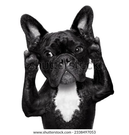 french bulldog dog listening carefully what you have to say, isolated on white background
