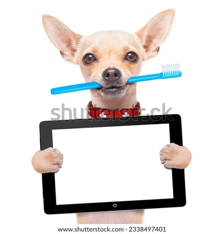 chihuahua dog holding a toothbrush with mouth holding a blank pc computer tablet touch screen, isolated on white background