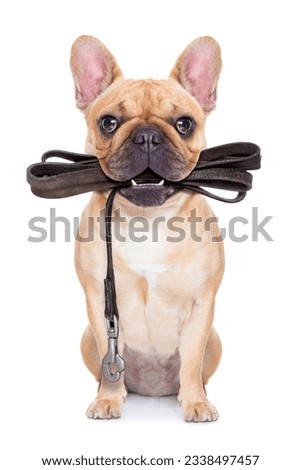 fawn french bulldog sitting with leather leash ready for a walk with owner, isolated on white isolated background Royalty-Free Stock Photo #2338497457