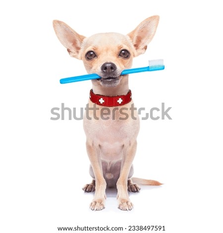 chihuahua dog holding a toothbrush with mouth , isolated on white background