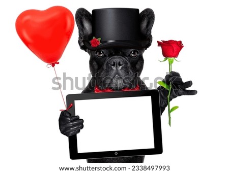 valentines french bulldog dog holding a red rose with one hand , a computer laptop tablet pc and a red balloon with the other, isolated on white background