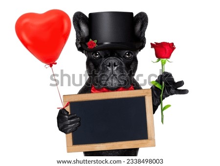 valentines french bulldog dog holding a red rose with one hand , a blackboard and a red balloon with the other, isolated on white background