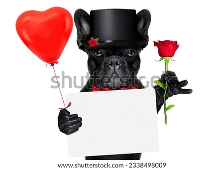 valentines french bulldog dog holding a red rose with one hand , a white blank banner and a red balloon with the other, isolated on white background