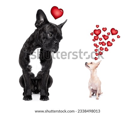 chihuahua and french bulldog, attracted and looking to each other in love, isolated on white background