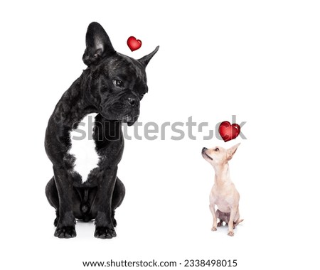 chihuahua and french bulldog, attracted and looking to each other in love, isolated on white background