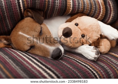 jack russell terrier dog under the blanket in bed , having a siesta and relaxing with best friend teddy bear