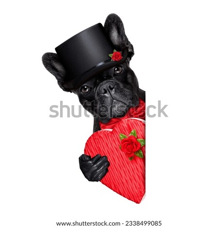 valentines french bulldog dog holding a present box besides a white and blank banner , isolated on white background