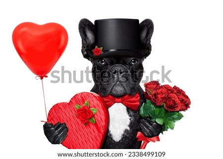 valentines french bulldog dog , holding a present of pralines , bunch of red roses and a balloon, isolated on white background