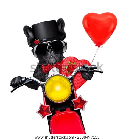 valentines french bulldog dog , riding a motorbike, holding a present or gift and a red balloon , isolated on white background