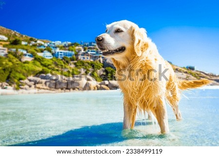 golden retriever dog in the water at the beach, relaxing and enjoying the sun, in south africa