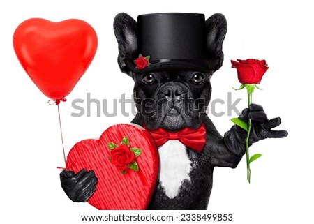 valentines french bulldog dog holding a present box , a balloon and a red rose , isolated on white background