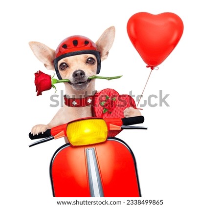 valentines chihuahua dog with rose in mouth driving a motorbike vespa roller