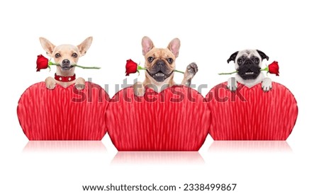 valentines group of dogs holding a red rose with mouth ,isolated on white background