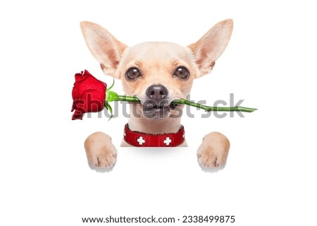valentines chihuahua dog holding a red rose with mouth ,behind white blank banner or placard, isolated on white background