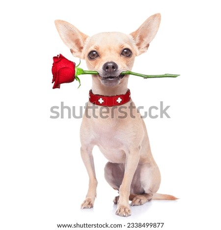 valentines chihuahua dog holding a rose with mouth , isolated on white background