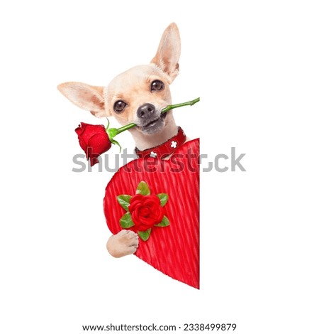 valentines chihuahua dog holding a present box ,beside a white banner or placard, isolated on white background