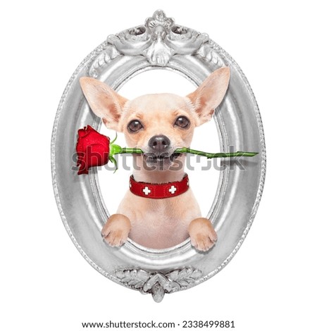valentines chihuahua dog holding a red rose with mouth ,in a wood frame, isolated on white background