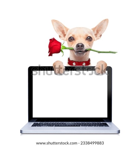 valentines chihuahua dog with rose in mouth behind laptop pc computer screen, isolated on white background