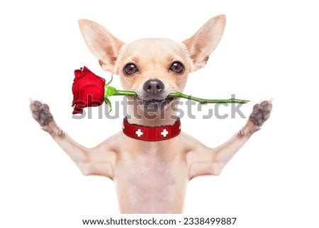 valentines chihuahua dog holding a red rose with mouth , isolated on white background