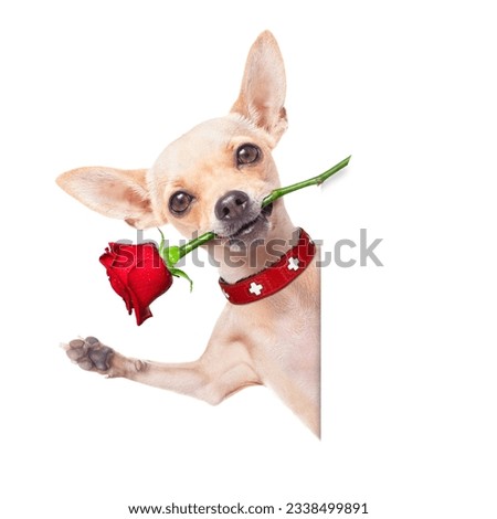 valentines chihuahua dog holding a red rose with mouth ,behind white blank banner or placard, isolated on white background
