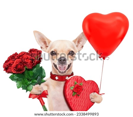 valentines chihuahua dog holding a present box and a bunch of roses , isolated on white background