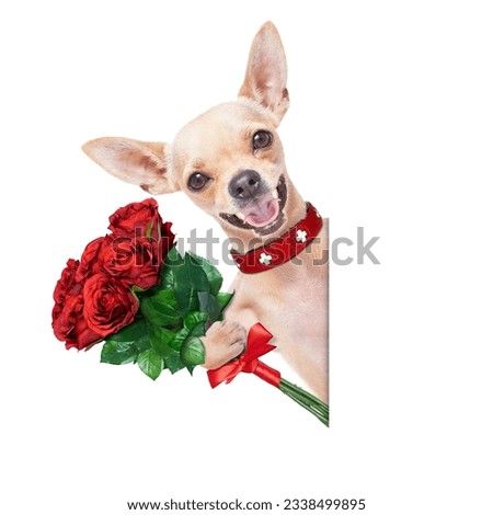 valentines chihuahua dog holding a bunch of roses, beside a white banner or placard, isolated on white background